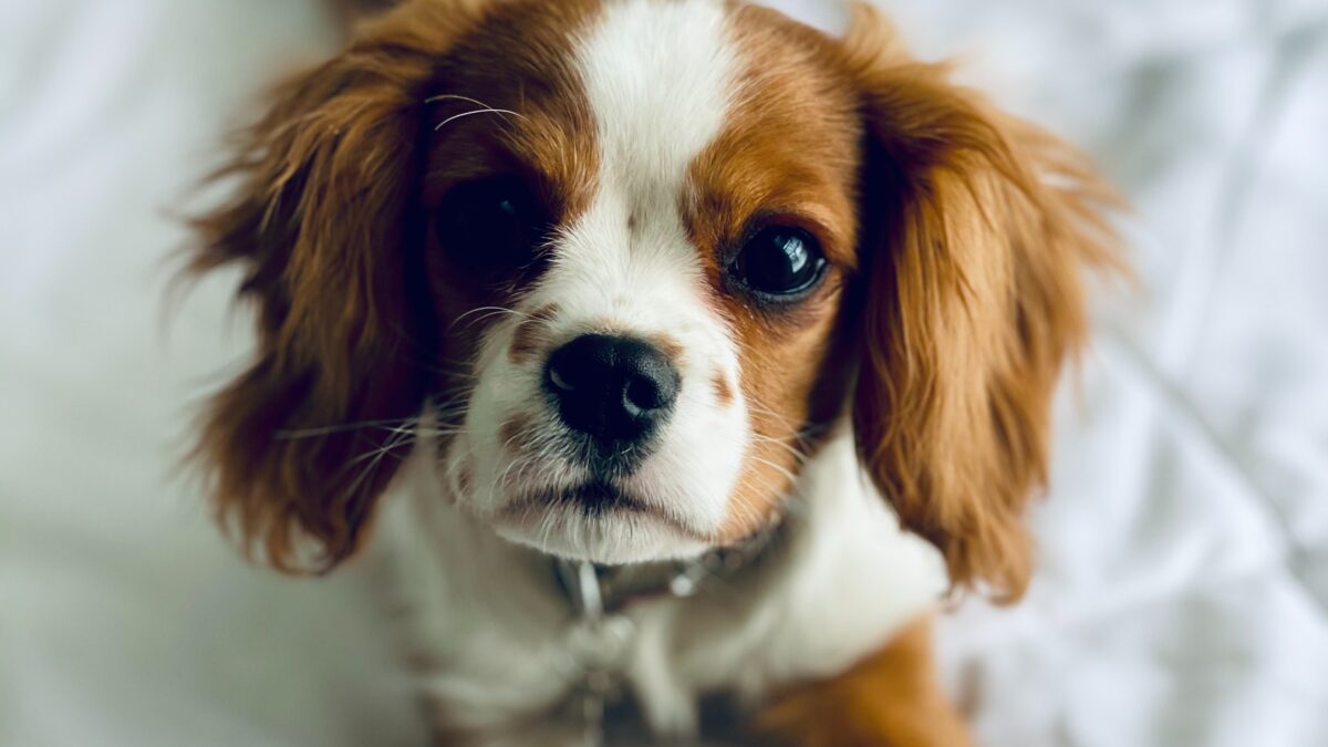 Must-knows About Cavalier King Charles Spaniels