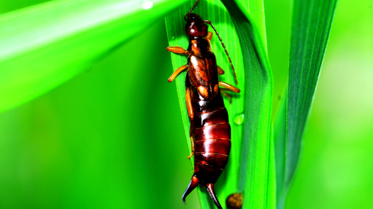 Earwigs Life Cycle, Habitat, Diet, and More