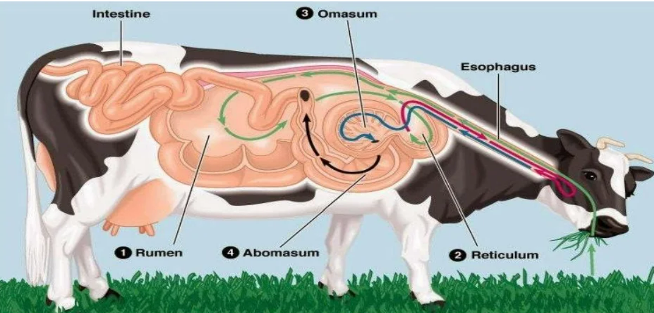 Animal Food Chain & Digestive System Of Animals!! - AtoAllinks