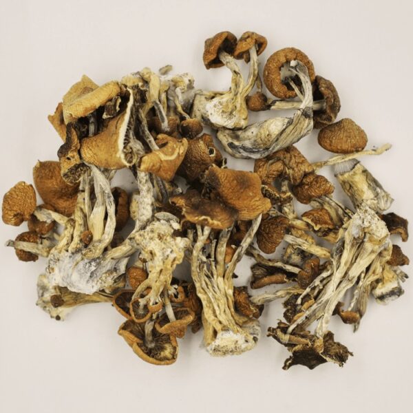 How To Grow And Use Psilocybe Cubensis B+ Mushrooms - AtoAllinks