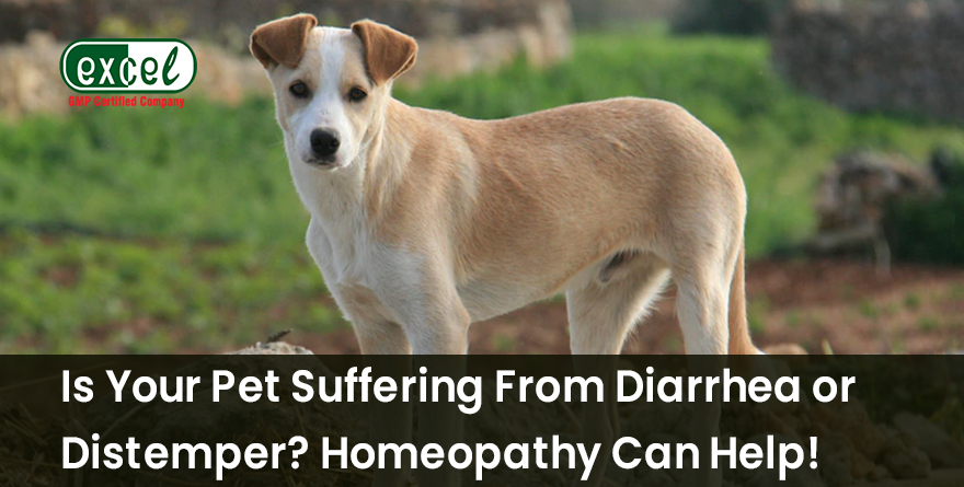 how-can-homeopathy-treatment-be-helpful-for-cat-and-dog-diarrhea