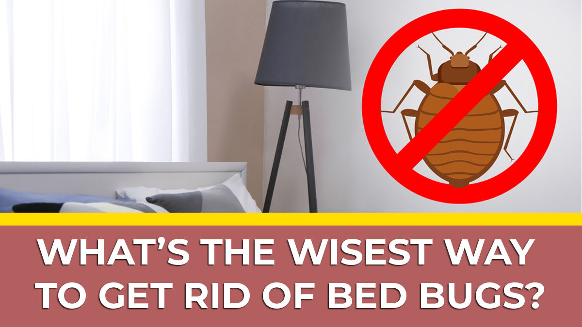 effective-ways-to-get-rid-of-bed-bugs-a-comprehensive-bed-bug