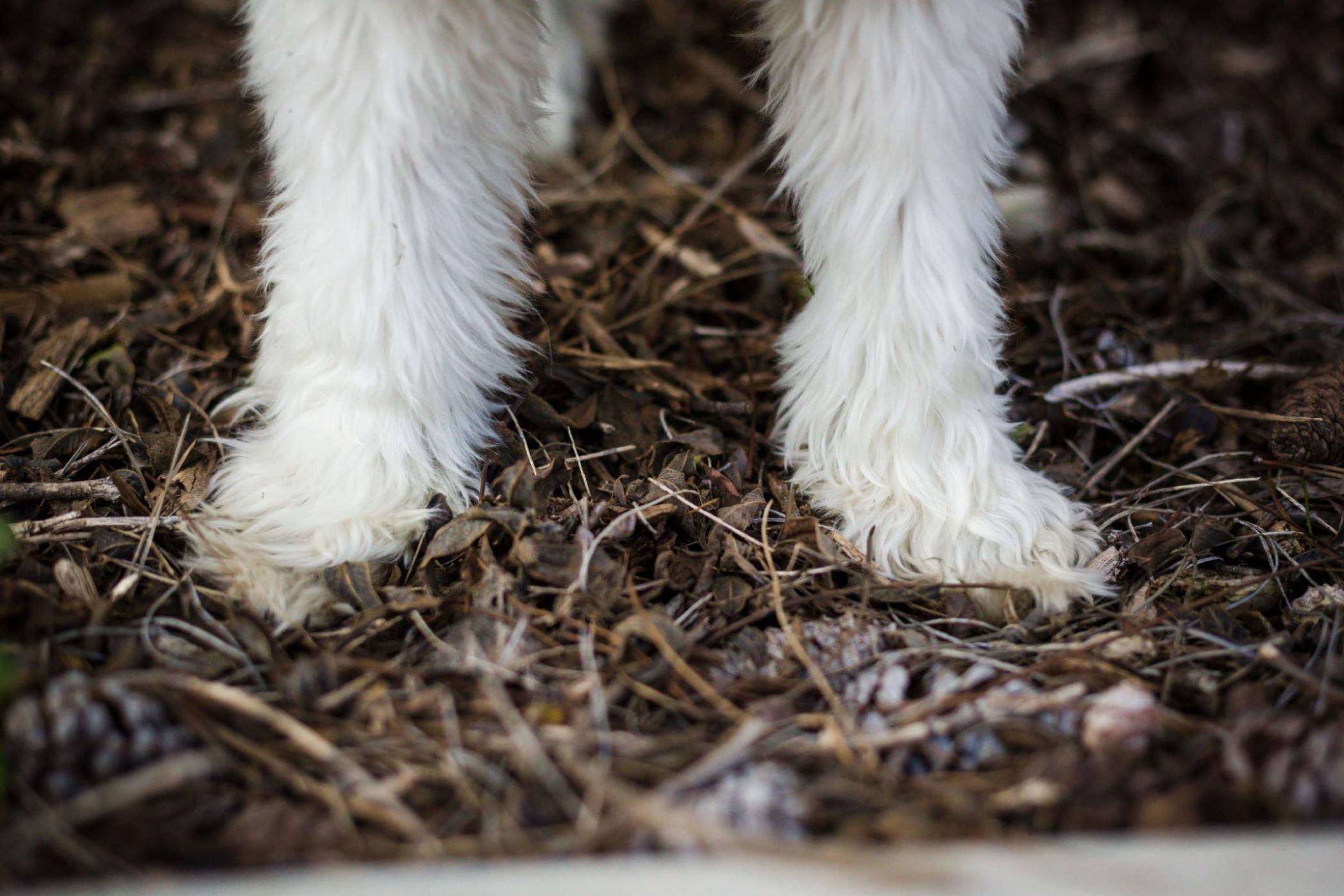 A Comprehensive Guide to Correcting East-West Feet In Dogs - AtoAllinks