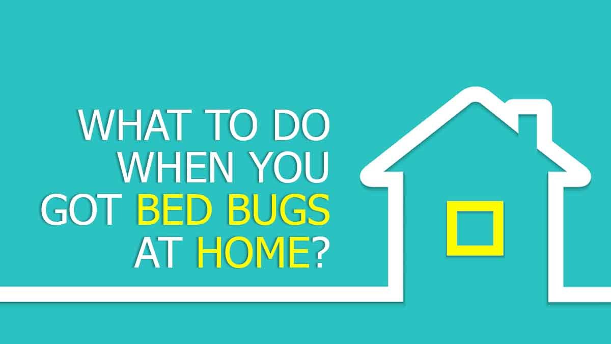 What To Do When You Got Bed Bugs at Home?