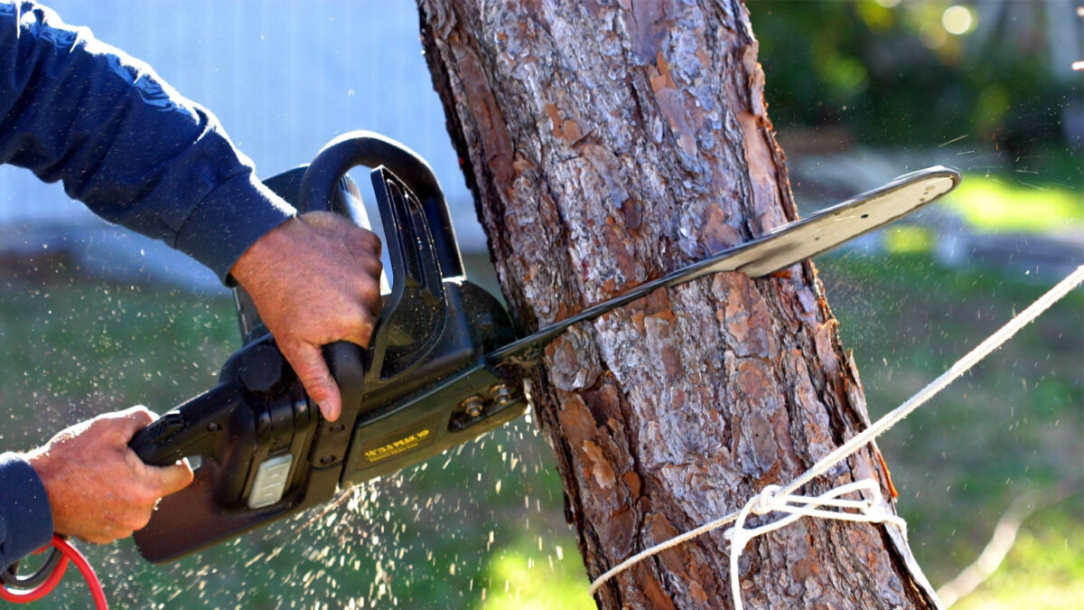 Getting Advice From Tree Service Experts That You Can Use