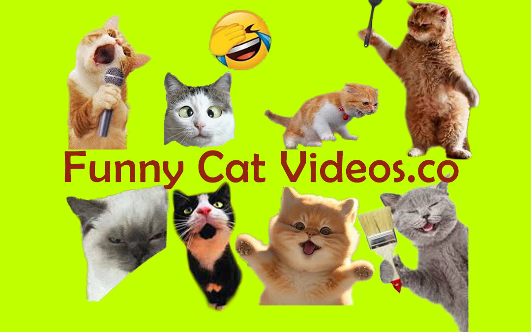 Laughing with Whiskers: Top Funny Cat Videos for Endless Entertainment