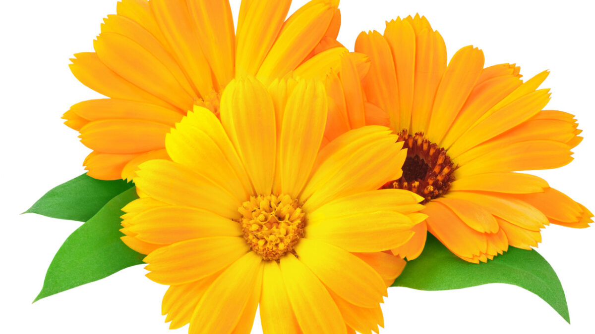 Calendula: Soothing Skin Relief in Scabies Treatment