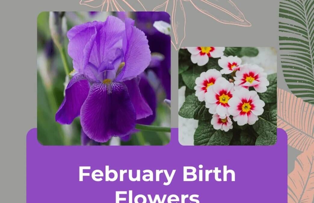 The Magical Primrose, a Birth Month Flower for February