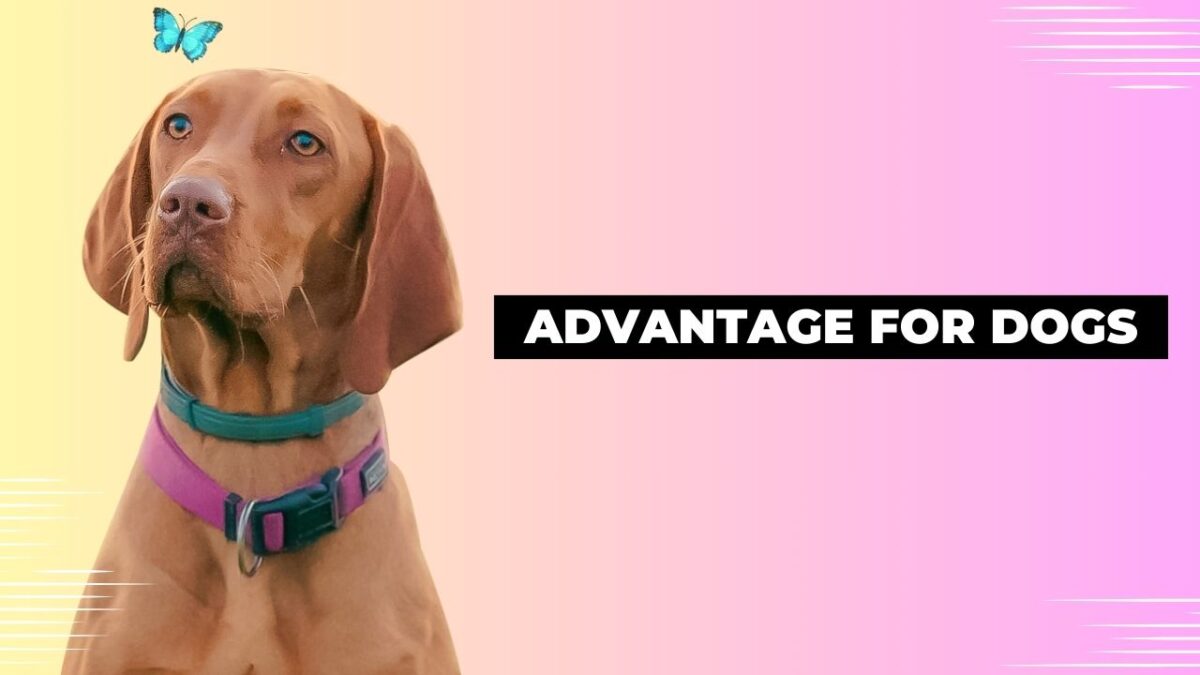 Advantage for Dogs 