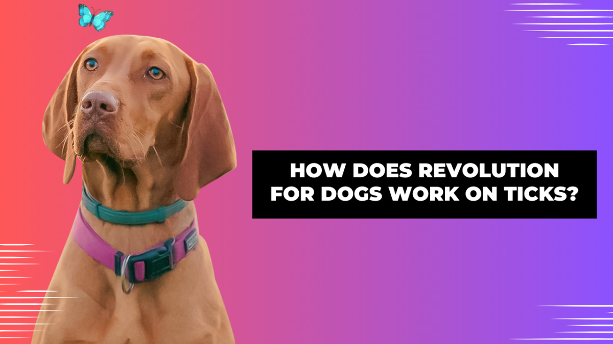 How Does Revolution for Dogs Work on Ticks?