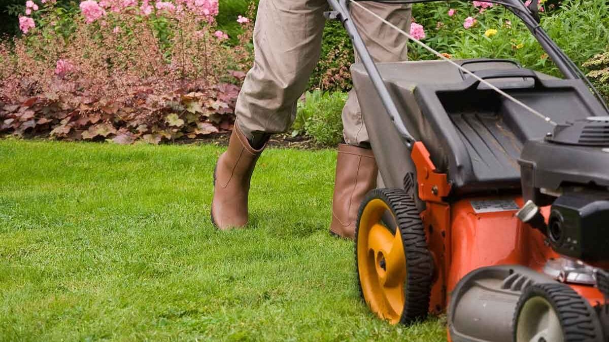 Essential Lawn Care Solutions: Blade Sharpening & Budget Tips