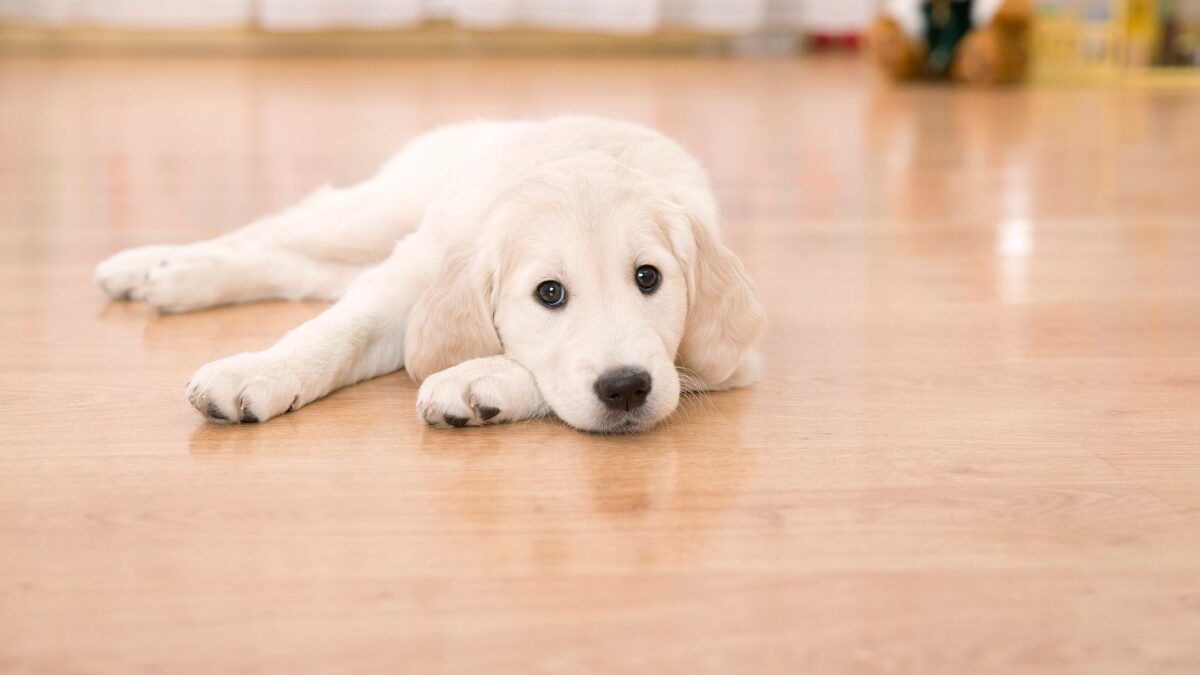 How can I minimize noise from my dog’s claws on hard flooring surfaces?
