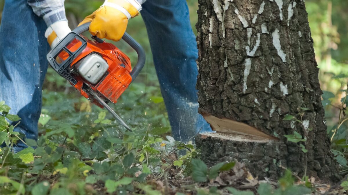What You Need to Know Before Hiring a Professional for Tree Removal?