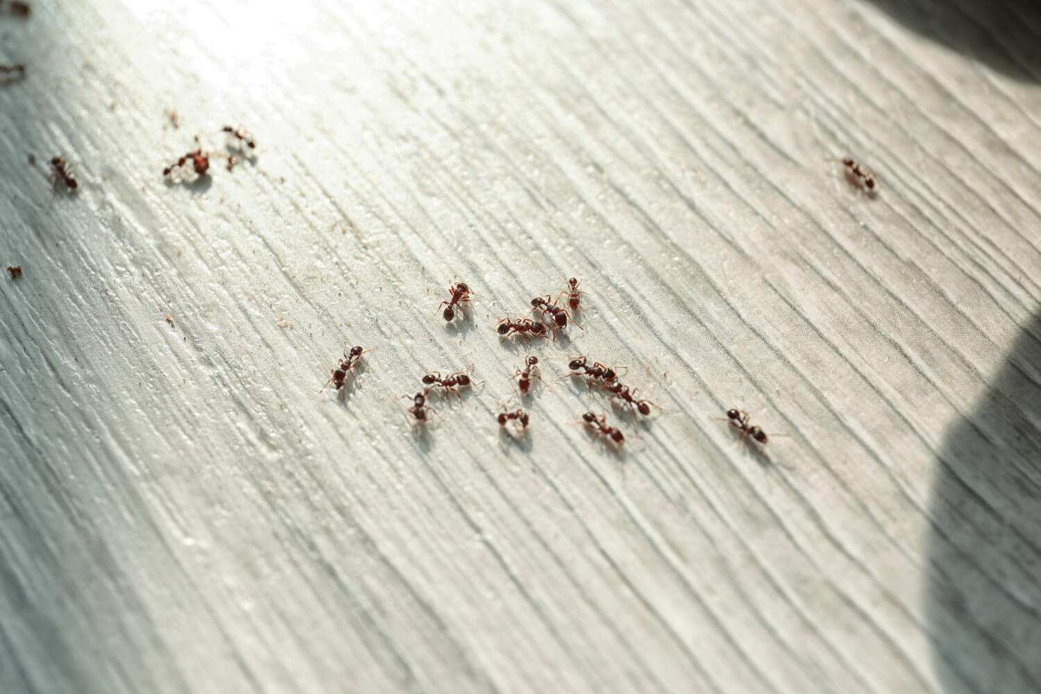 Ant Fly treatment Services
