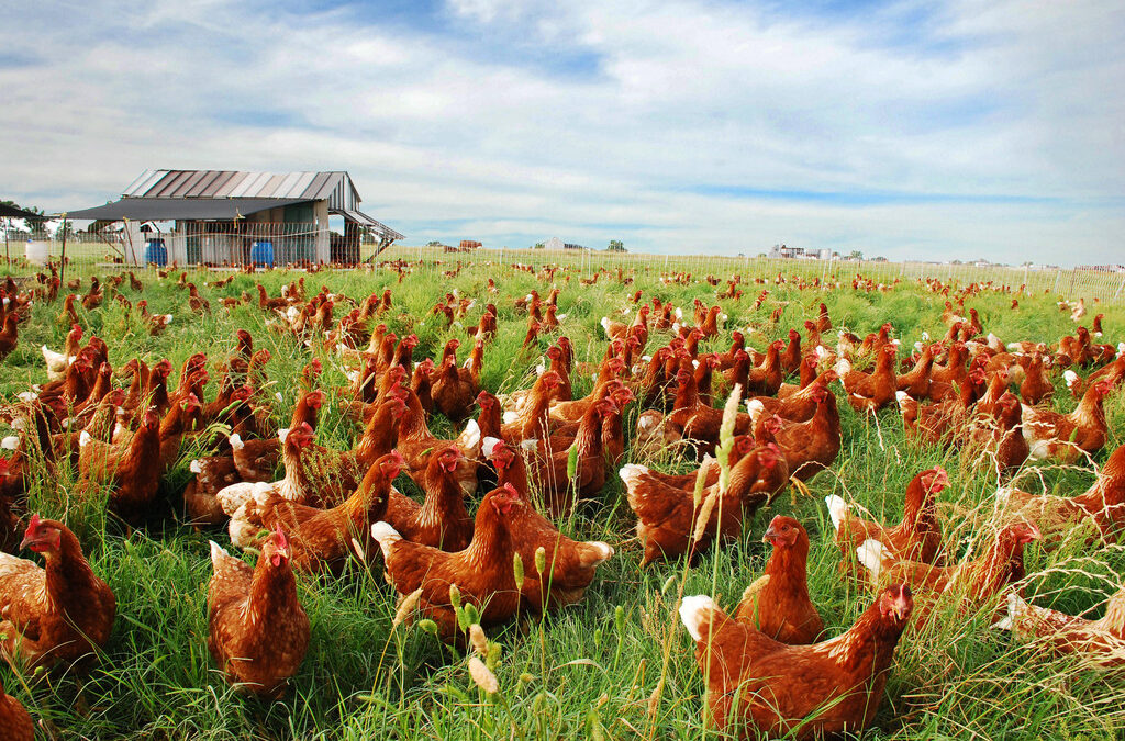 10 Reasons to Love Pasture-Raised Chicken in Houston