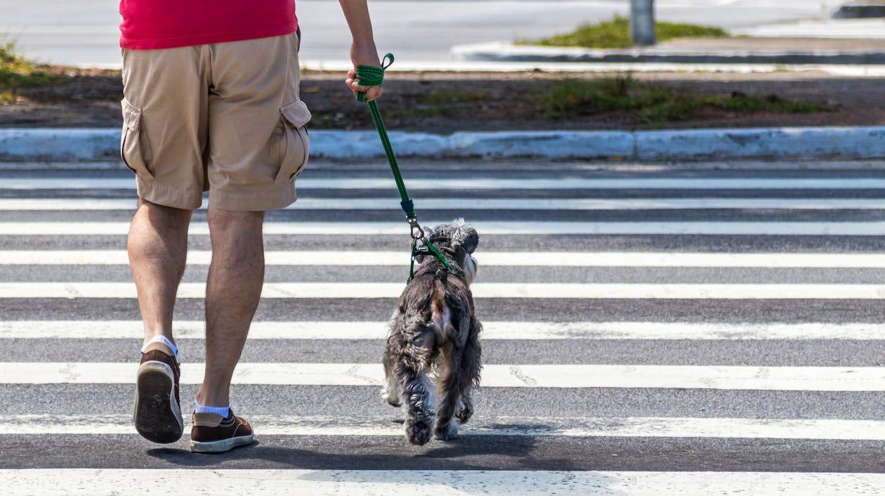 A man walking his dog on a leash