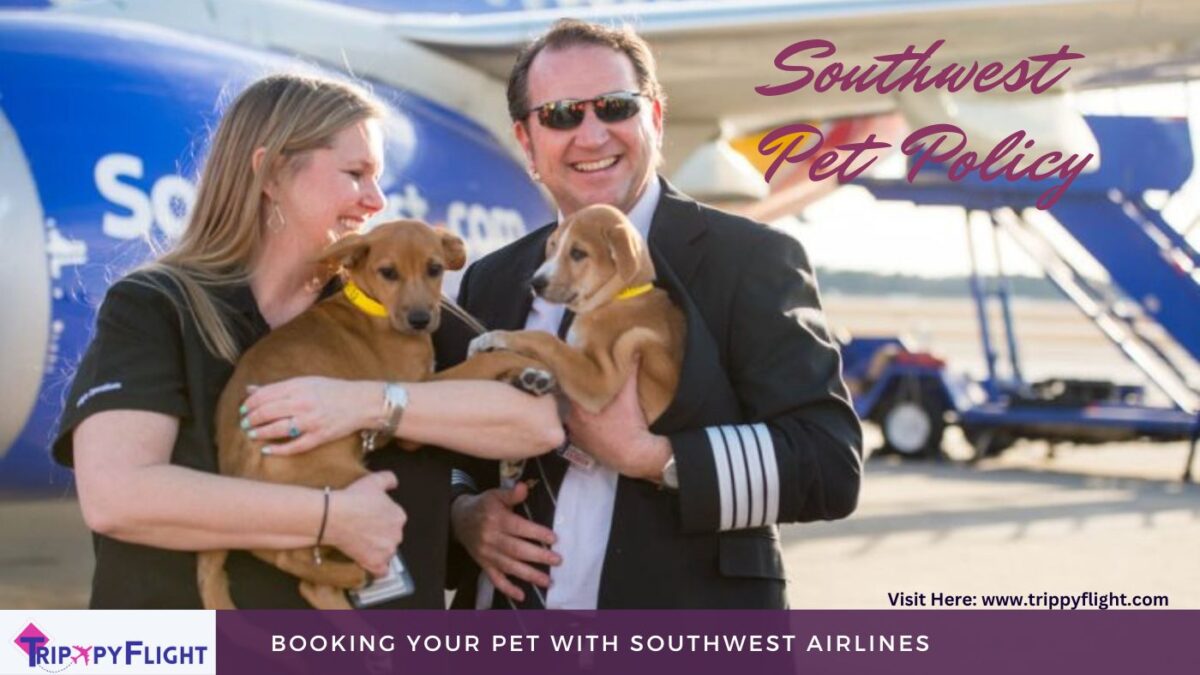 Southwest Pet Policy: Top 10 Things to Know Before You Fly