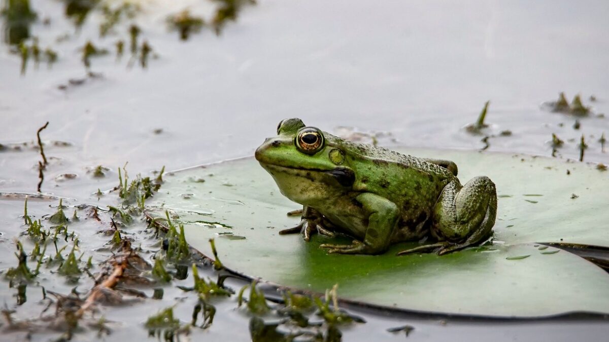 What Threatens Frogs and Causes for Their Decline