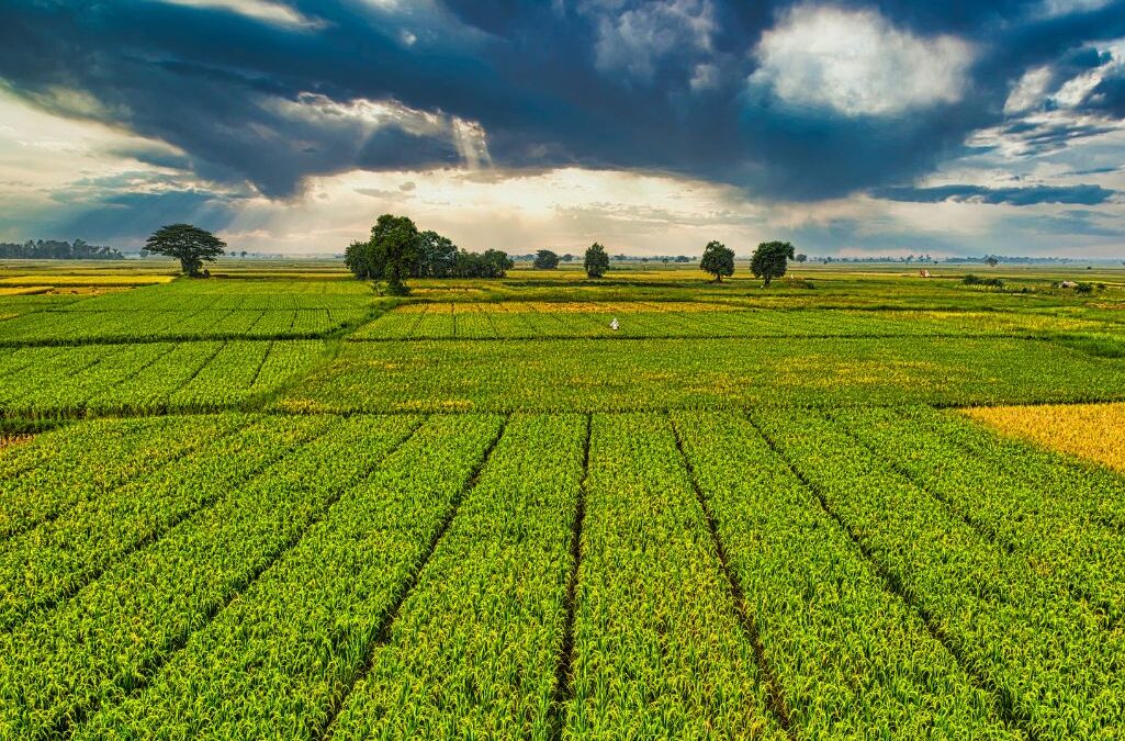 Enhancing Corn Crop Yields: 9 Practical Strategies for Success