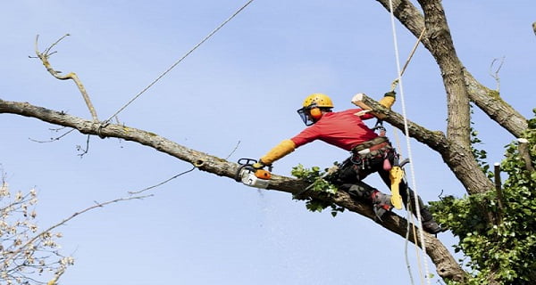 The Importance of Professional Tree Removal Services