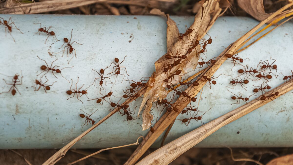 Create Pest-Free Environment With Effective Ant Control