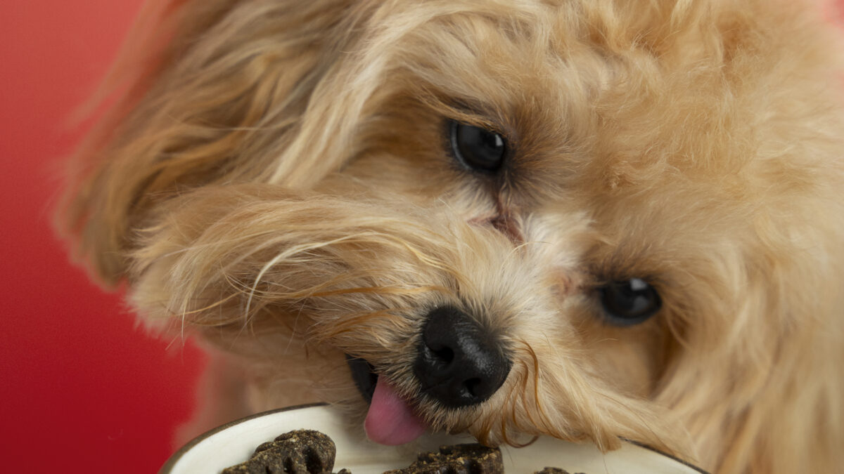 How to Choose the Best Dog Food in Singapore