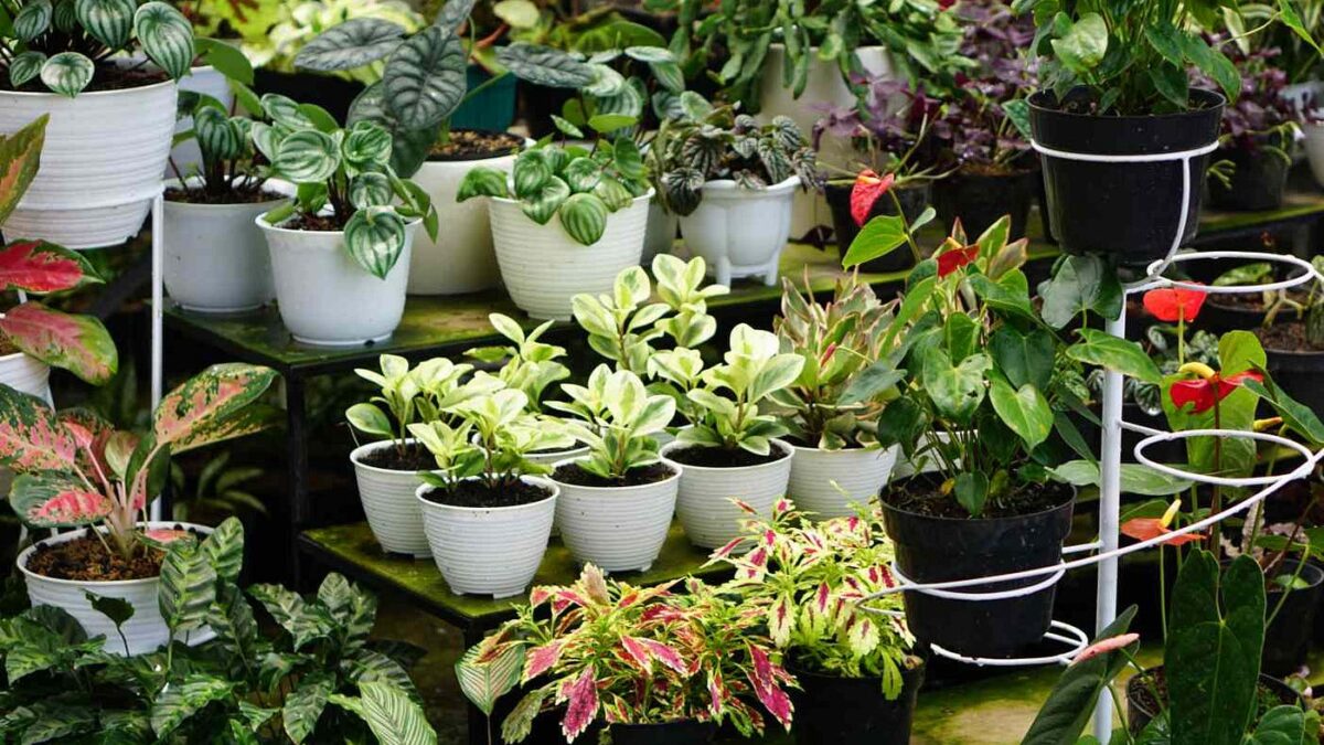Green Gardening: Exploring The Benefits Of Plastic Growing Containers