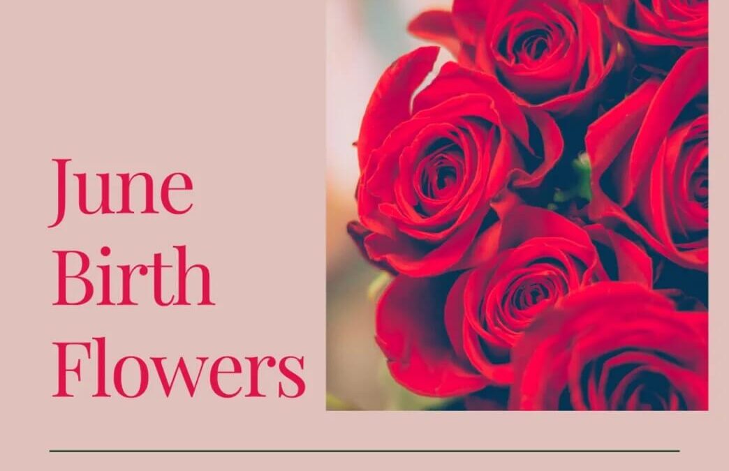 June Birth Flowers: A Celebration of Beauty and Symbolism