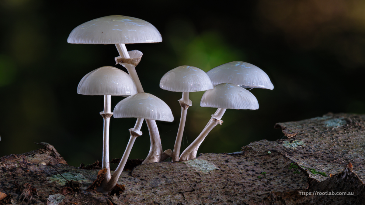 Discover Fresh Mushrooms at Rootlab: Your Source for Premium Quality