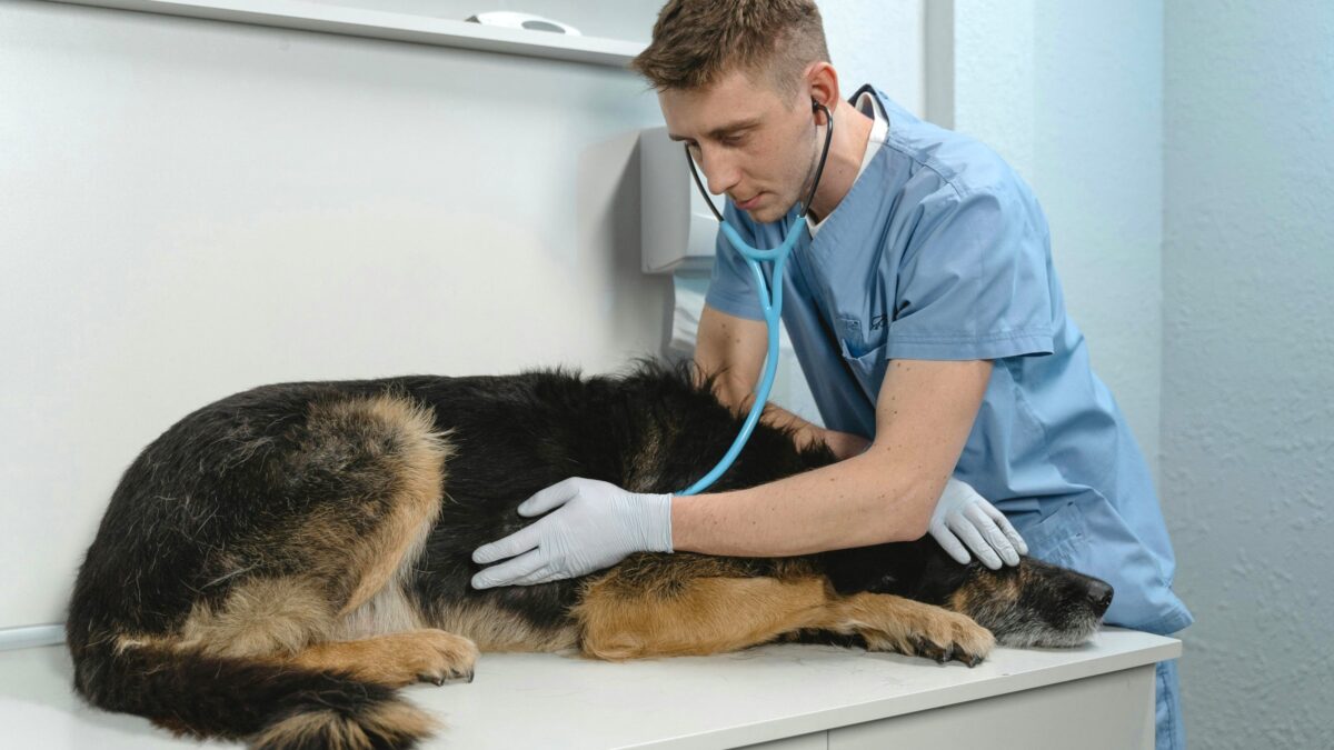 Understanding the Importance of Regular Check-ups at Your Pet Clinic
