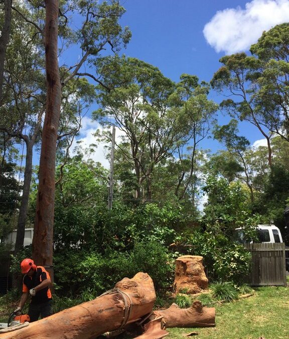From Crisis to Calm: The Swift Response of Emergency Tree Service in North Shore Emergencies