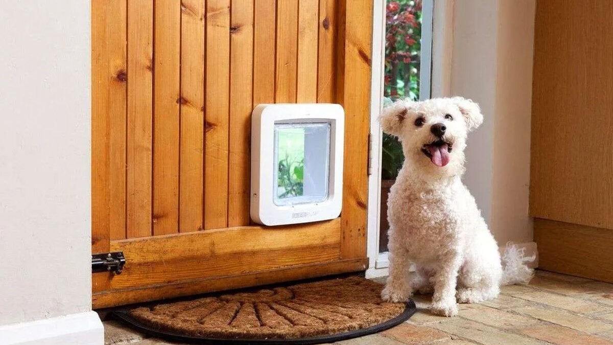 Unleash Freedom | Make Life Easier With A Door For Dogs