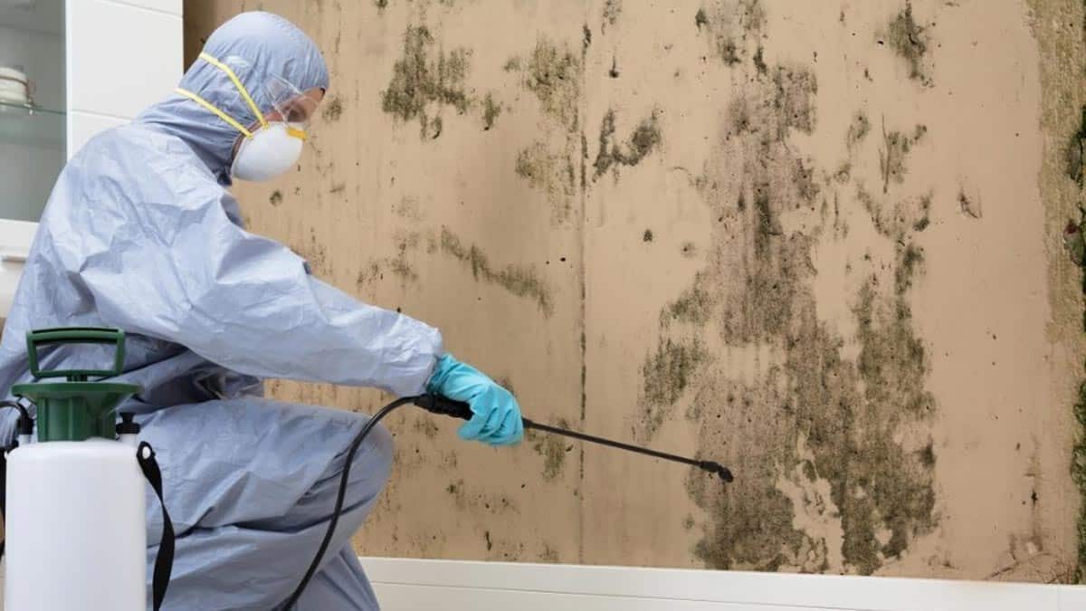 Reasons To Use Mould Cleaning For Residential and Commercial Units