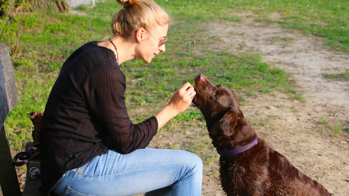 Healthy Hound Playground Dog Boarding Facility: A Safe and Fun Home Away from Home