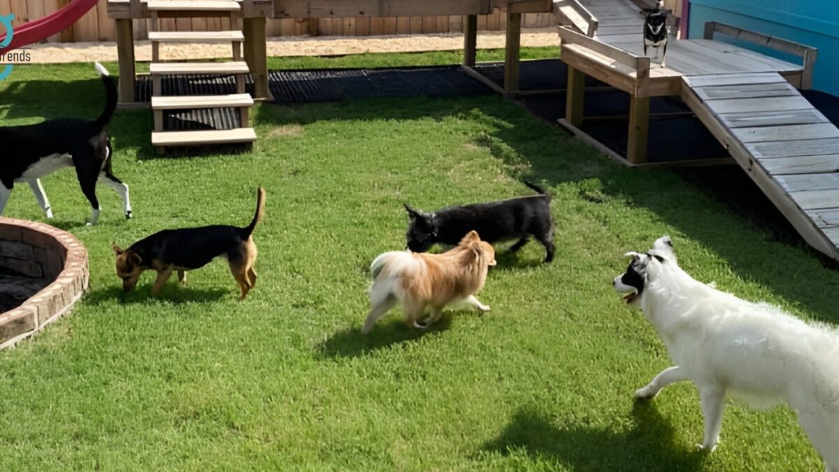 Dog Boarding Farms vs. Urban Kennels: Which is Better for Your Dog?