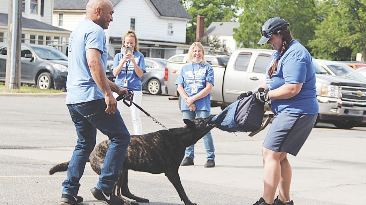 Effective Tips for Preventing Dog Attacks on Package Carriers