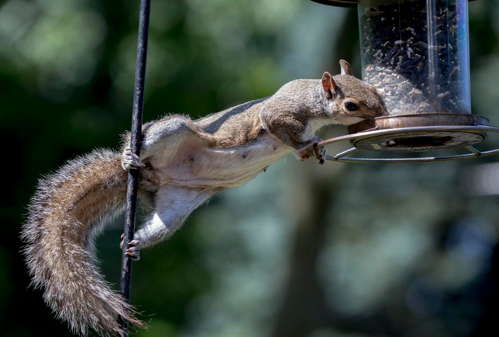 What Is Animal Damage Repair and How Can You Protect Your Home