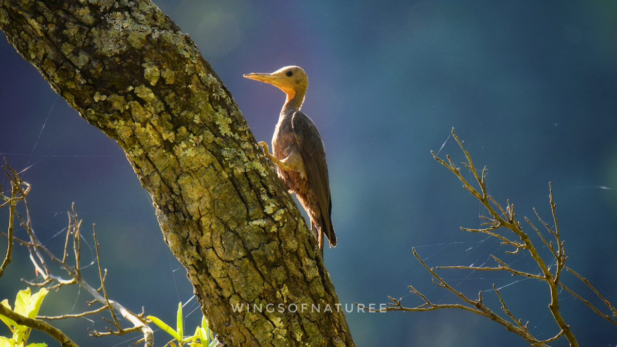 Local Legends and Folklore: Myths Surrounding Jim Corbett National Park