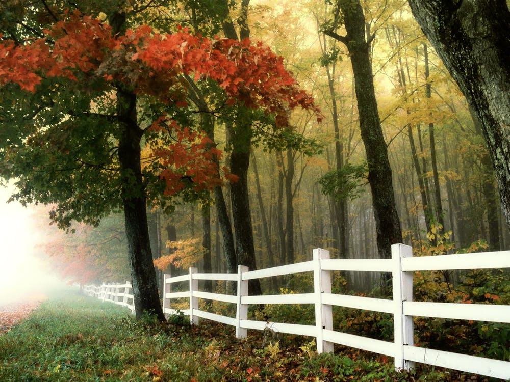 A beautifully landscaped yard with an eco-friendly fence