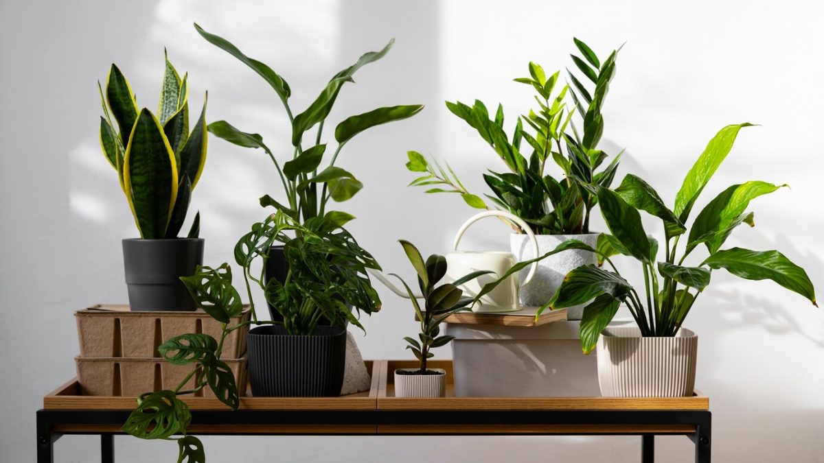 Plantas que Melhoram a Qualidade do Ar em Casa