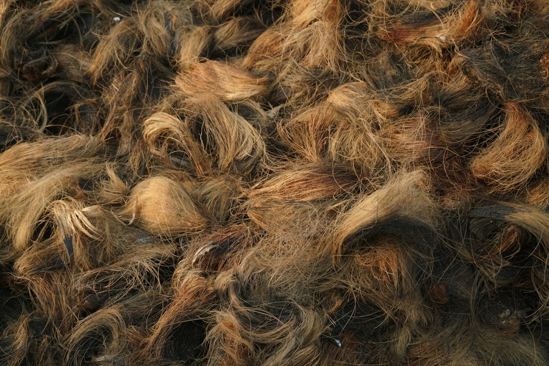 Close-up shot of Coir 