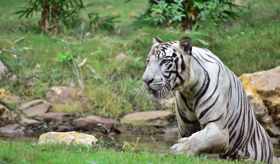 jim corbett tiger